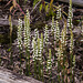Spiranthes orchids in the Bog Garden