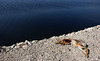 Pollution industrielle