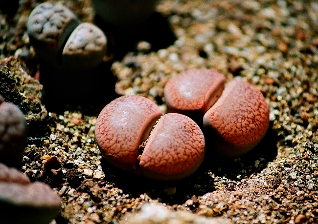 Lithops aucampiae aucampiae v. koelemanii