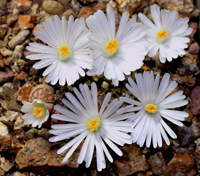 Cailloux fleuris- karasmontana bella