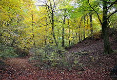 Au fond du sous-bois...