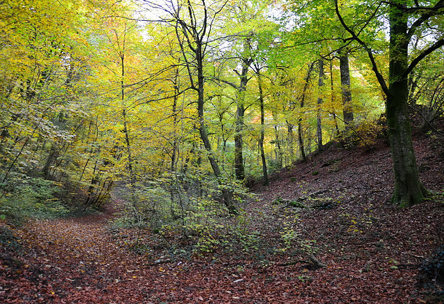 Au fond du sous-bois...