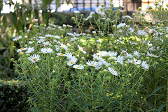 Asters novi-belgii