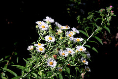 Aster  novi-belgii