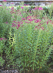 Asters d'automne novae angliae 2