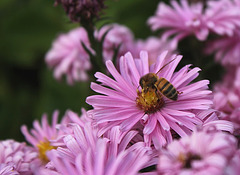 Aster dumosus