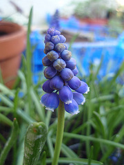 muscari P3190221