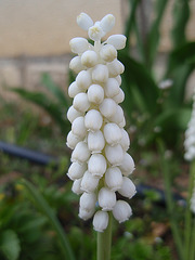 P4010376
