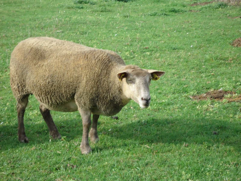 DSC00599