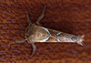 20110819 6419RMw [D~LIP] Ampfer-Wurzelbohrer (Triodia sylvina), Bad Salzuflen