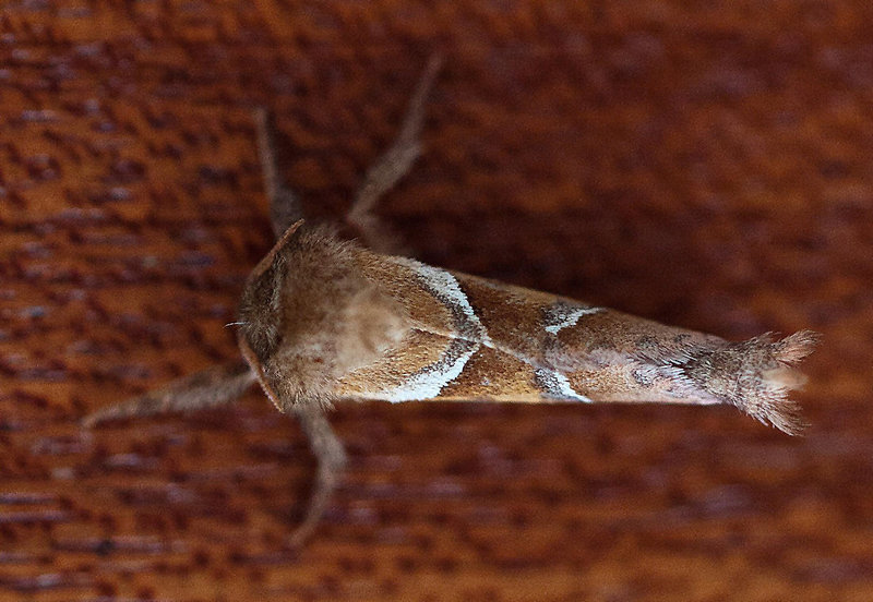 20110819 6419RMw [D~LIP] Ampfer-Wurzelbohrer (Triodia sylvina), Bad Salzuflen