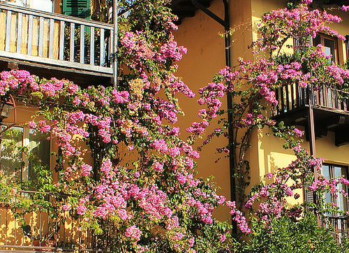 Limone