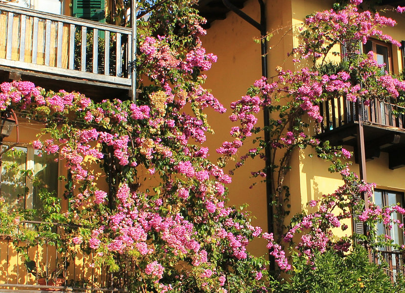 Limone