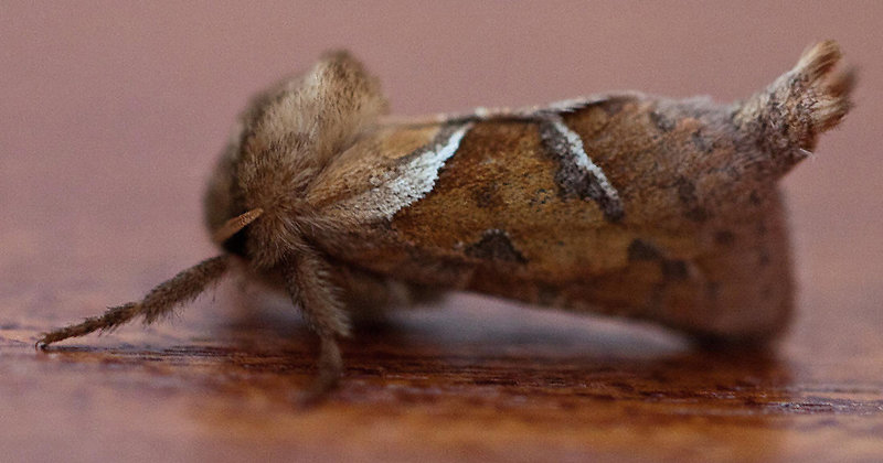 20110819 6409RMw [D~LIP] Ampfer-Wurzelbohrer (Triodia sylvina), Bad Salzuflen