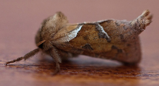 20110819 6408RMw [D~LIP] Ampfer-Wurzelbohrer (Triodia sylvina), Bad Salzuflen