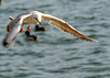 Envol de la mouette rieuse...