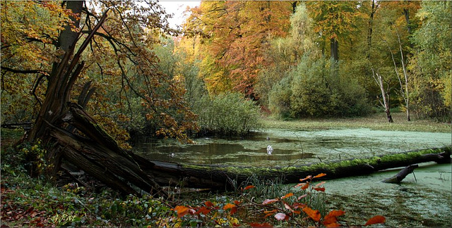 Autumn has brussels