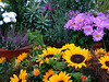 Blumen auf dem frischen Grab