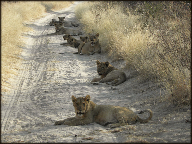 Barrage routier en Afrique...
