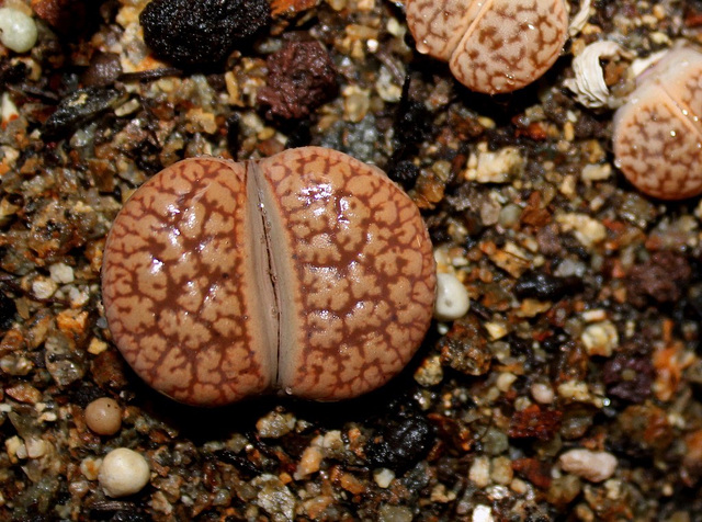 Lithops gesinae annae C 78