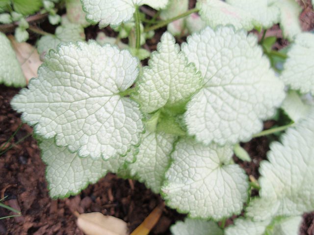 lamium maculatum 'white nancy'  P4150153