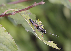 Ichneumon