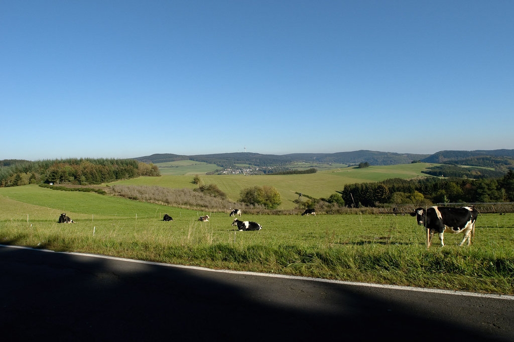 Cows watching my Q