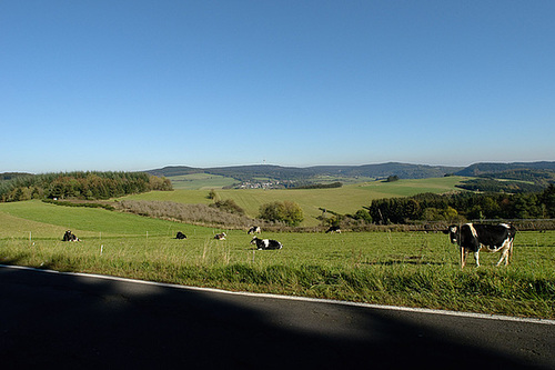 Cows watching my Q