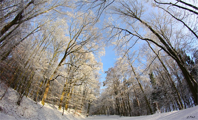 My neighborhood in the snow