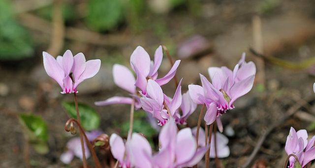 Cyclamen de Naples (2)