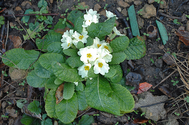 Primrose in January