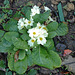 Primrose in January