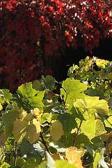 Vignoble de Montmartre