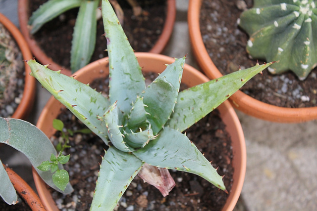 Aloe pegleare