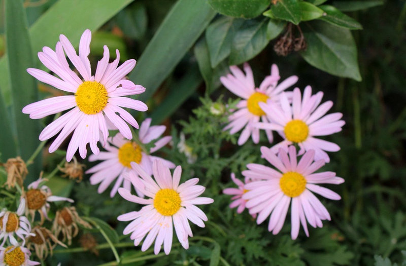 Marguerite d'automne Clara Curtis (2)