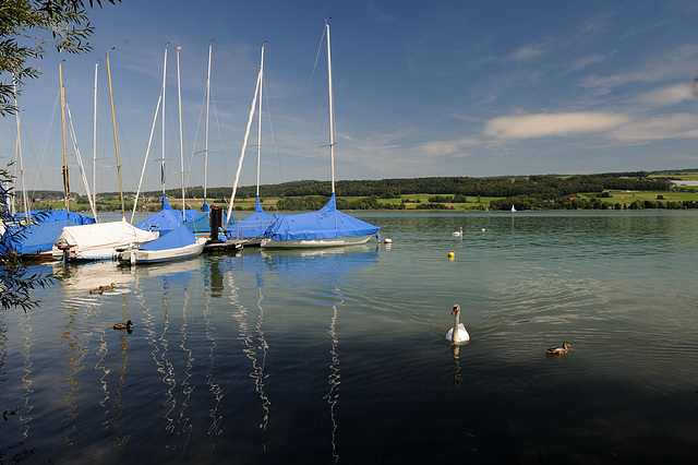 Le lac de Hallwil