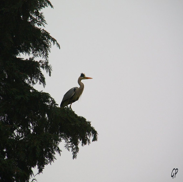 Sur un arbre perche