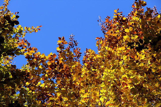 Goldener Oktober in Tramin