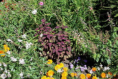 Coleus hybride dans un massif