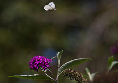 20110821 6447RAw [D~LIP] Kohlweißling, Schmetterlingsstrauch, Bad Salzuflen