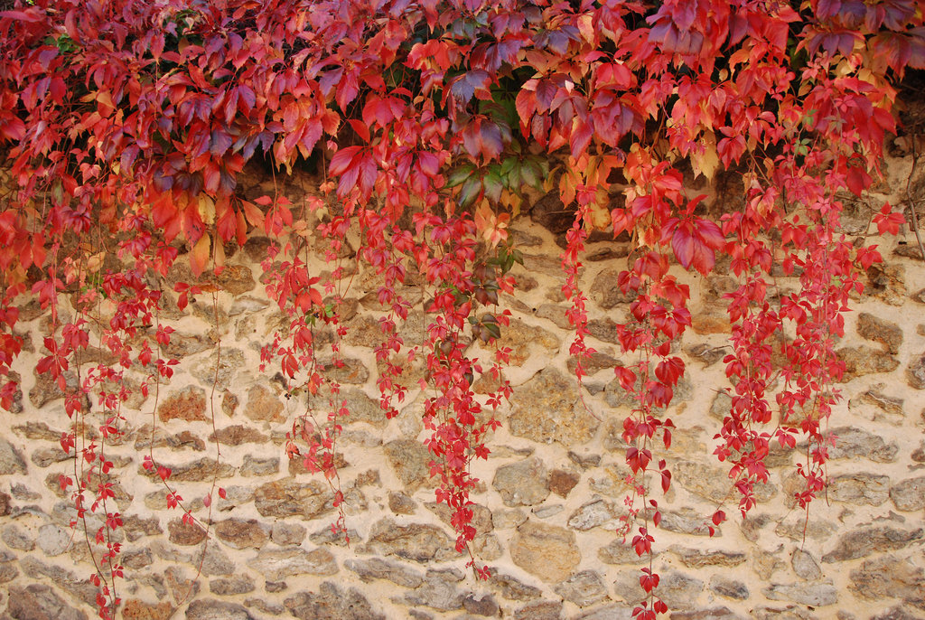 Une cascade écarlate