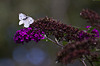 20110821 6437RAw [D~LIP] Kohlweißling, Schmetterlingsstrauch, Bad Salzuflen