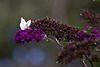 20110821 6436RAw [D~LIP] Kohlweißling, Schmetterlingsstrauch, Bad Salzuflen