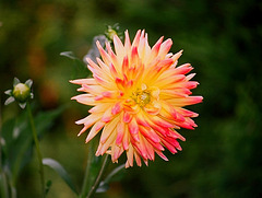 dahlia cactus