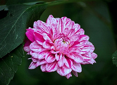 Dahlia Candy Club