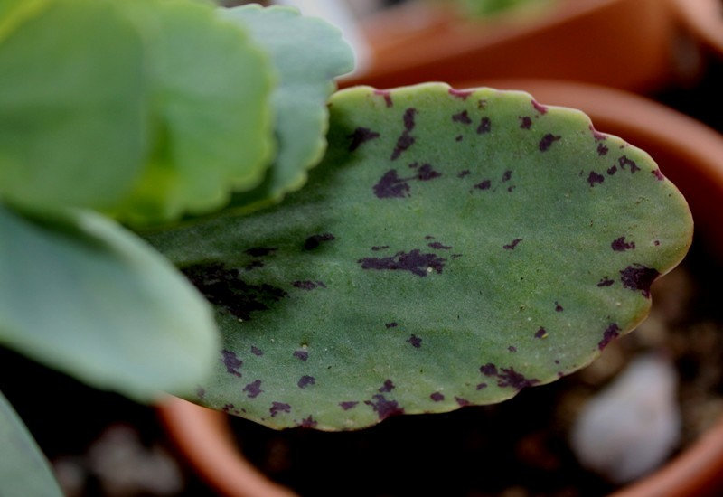 Kalanchoe marmorata