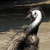 Emu