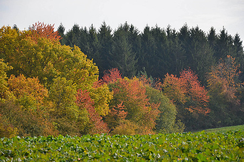 Paysage d'automne