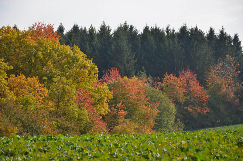 Paysage d'automne