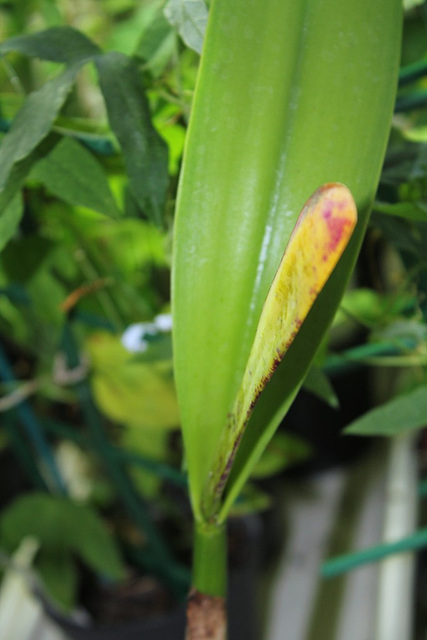 Spathe de BLC Chun Yeah